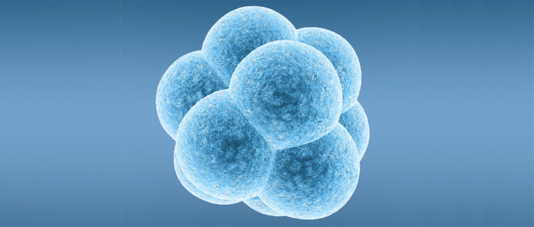 Неиспользованные эмбрионы